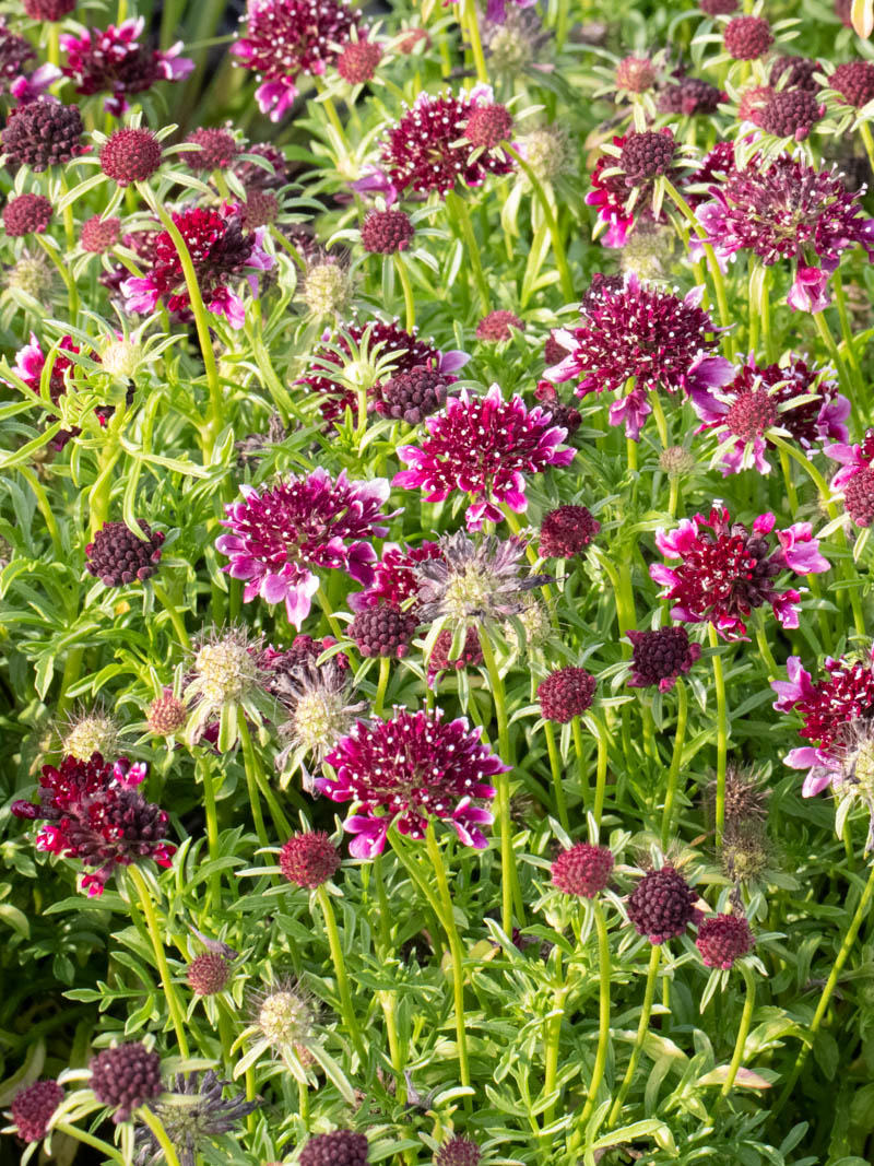 Scabiosa columbaria 'Barocca'
